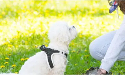 pet waste removal