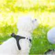 pet waste removal