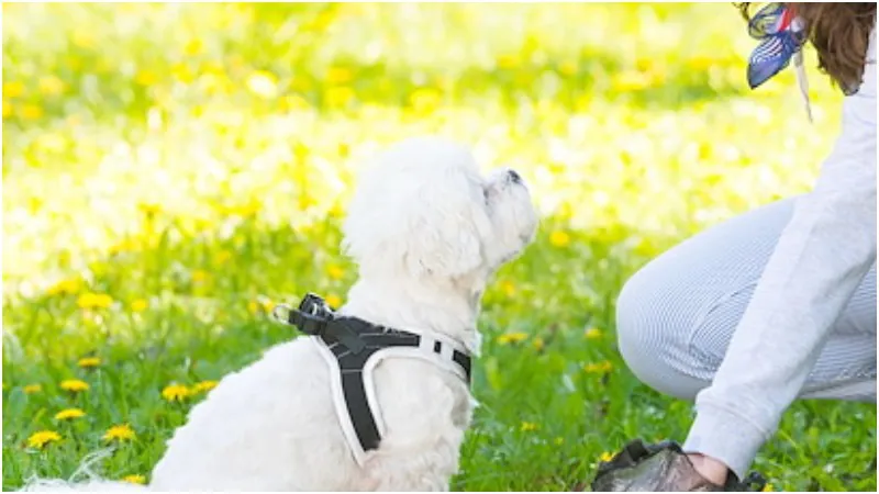 pet waste removal